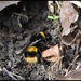 My first bumble bee by rosiekind