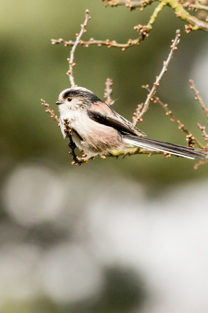 2017 03 06 - Long Tailed Tit by pamknowler