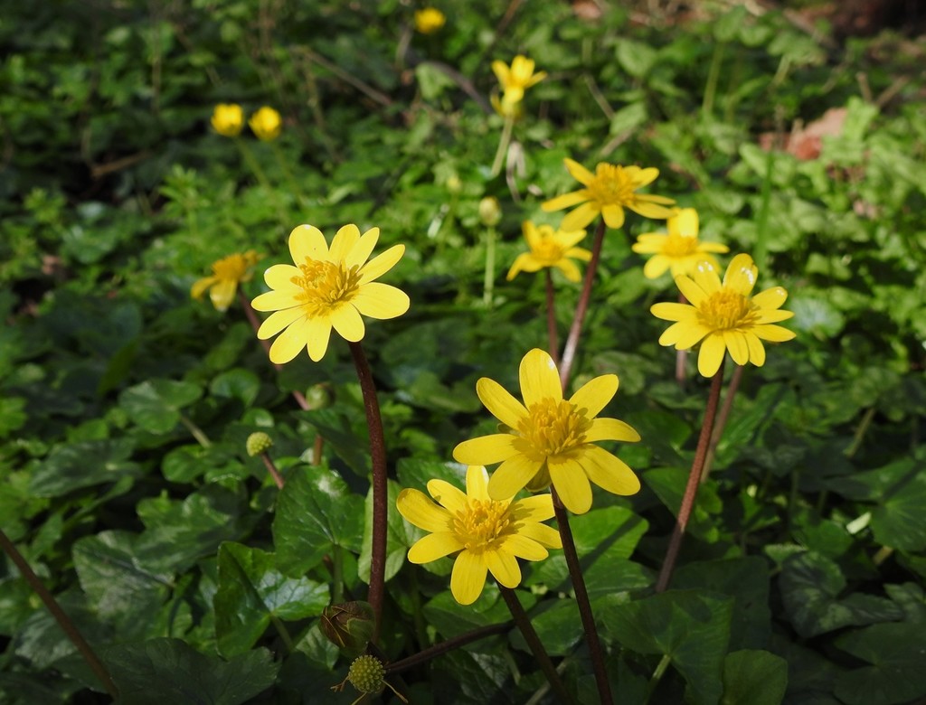 Celandines in the sunshine by roachling