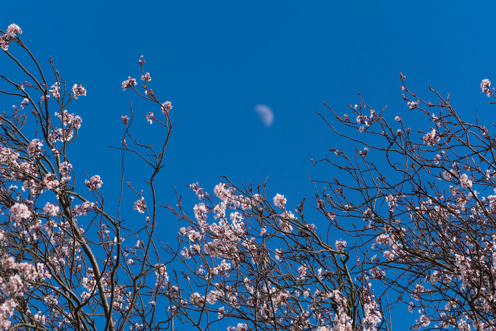 Spring blossoms and pale half moon by rumpelstiltskin