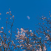 Spring blossoms and pale half moon by rumpelstiltskin