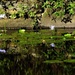 Blue Water Lilies ~ by happysnaps