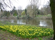6th Mar 2017 -  Daffodils and the River Taff 