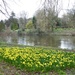  Daffodils and the River Taff  by susiemc