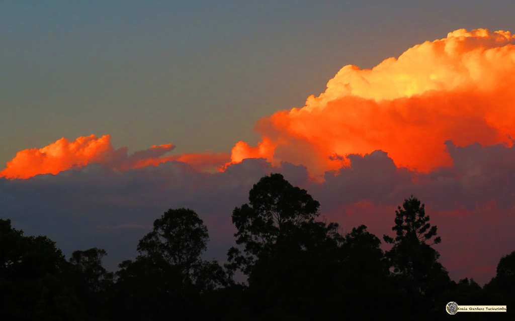 Reverse Sunset by koalagardens