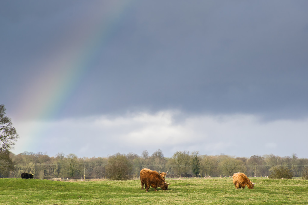 Rainbow Cattle  by rjb71