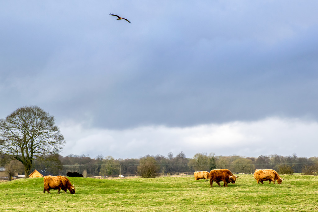 Kite and Cattle  by rjb71