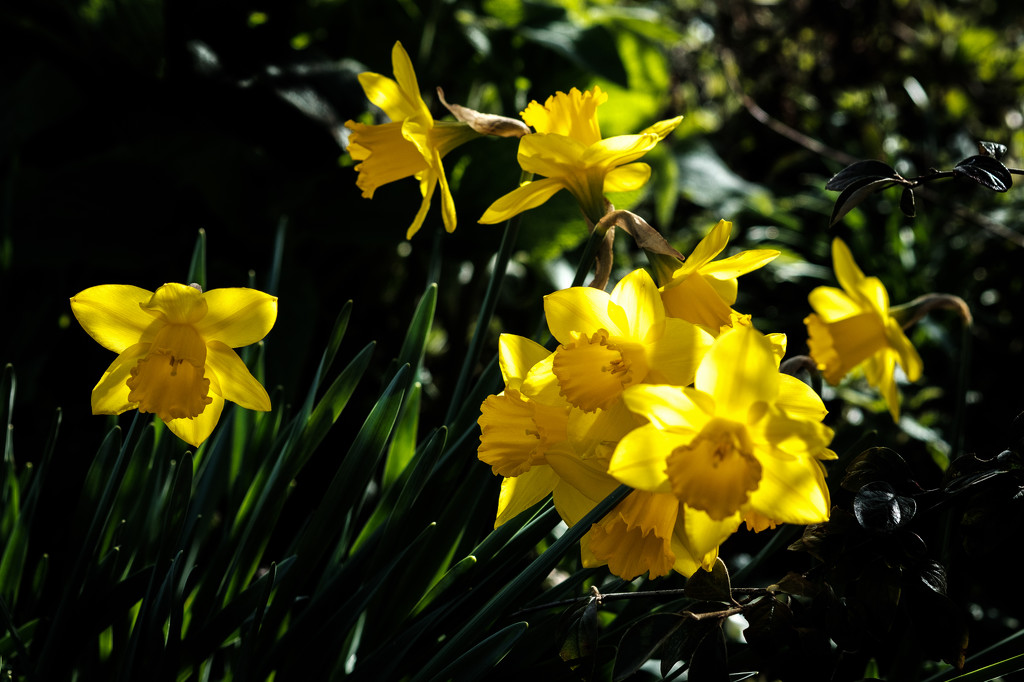 Daffodils... by vignouse