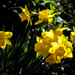 Daffodils... by vignouse