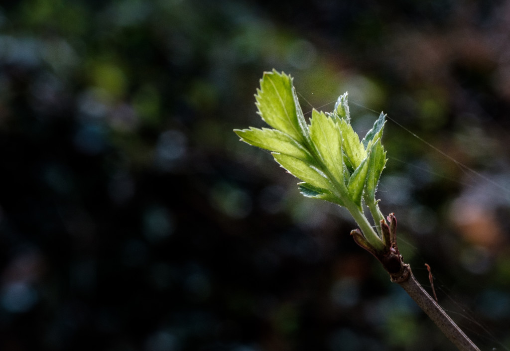 PLAY March - Fuji 60mm f/2.4: Signs of Spring by vignouse