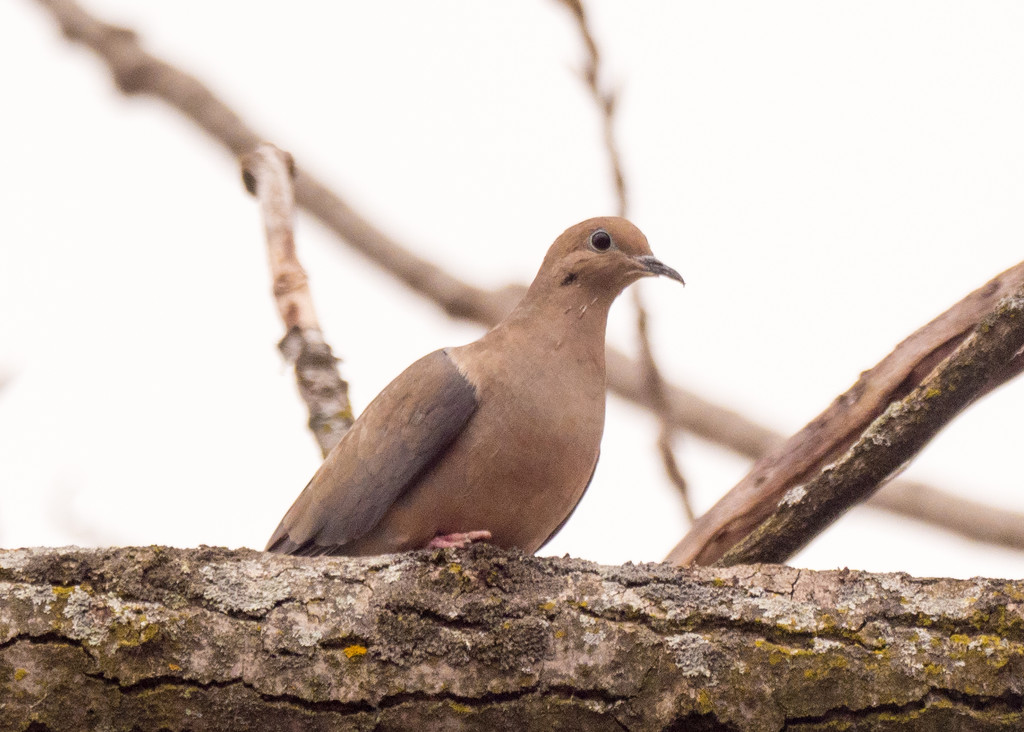 Mourning Dove Landscape by rminer