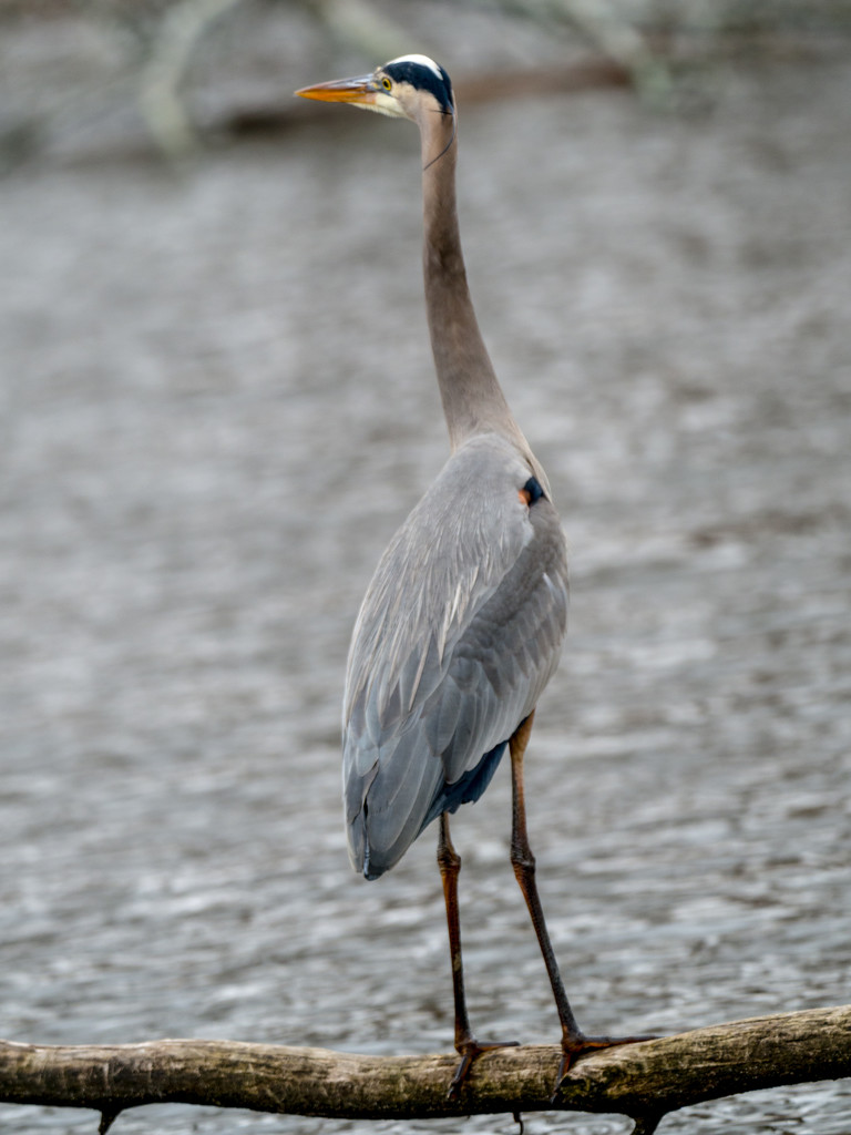 Great Blue Heron Pensive by rminer