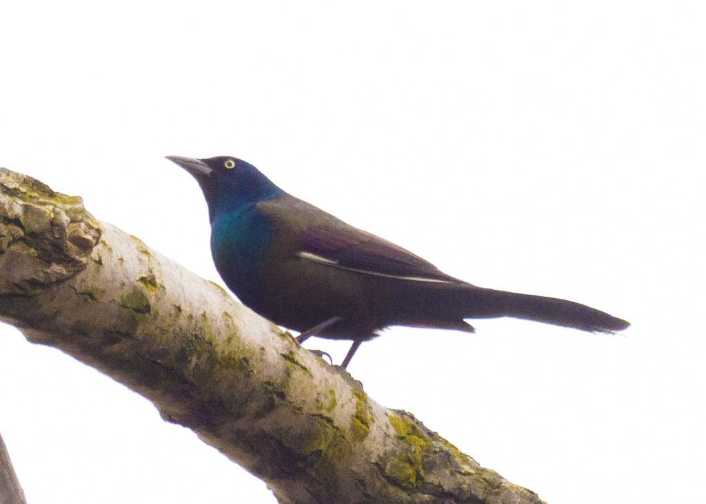 Common Grackle Yoga by rminer