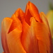 Tulip Time by genealogygenie