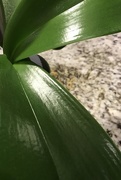 28th Feb 2017 - Orchid leaves 