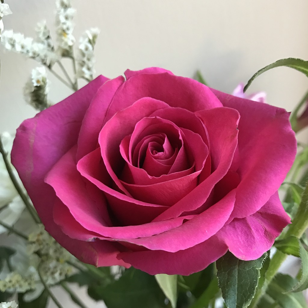 Valentine Rose by beckyk365