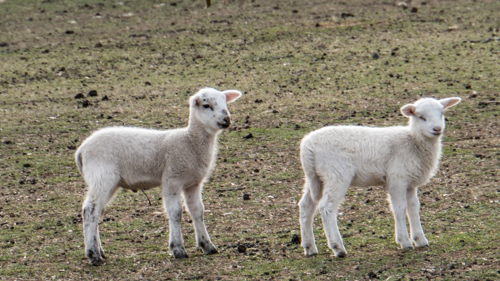 March word #6 - Lambs by randystreat