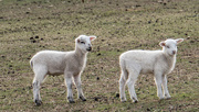 6th Mar 2017 - March word #6 - Lambs
