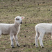 March word #6 - Lambs by randystreat