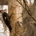 Pileated Woodpecker Hanging On! by rickster549