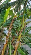 7th Mar 2017 - Green bananas