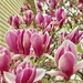 Tulip Tree by gardenfolk