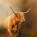 Highland Cattle by shepherdmanswife