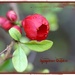 Japanese Quince by jamibann