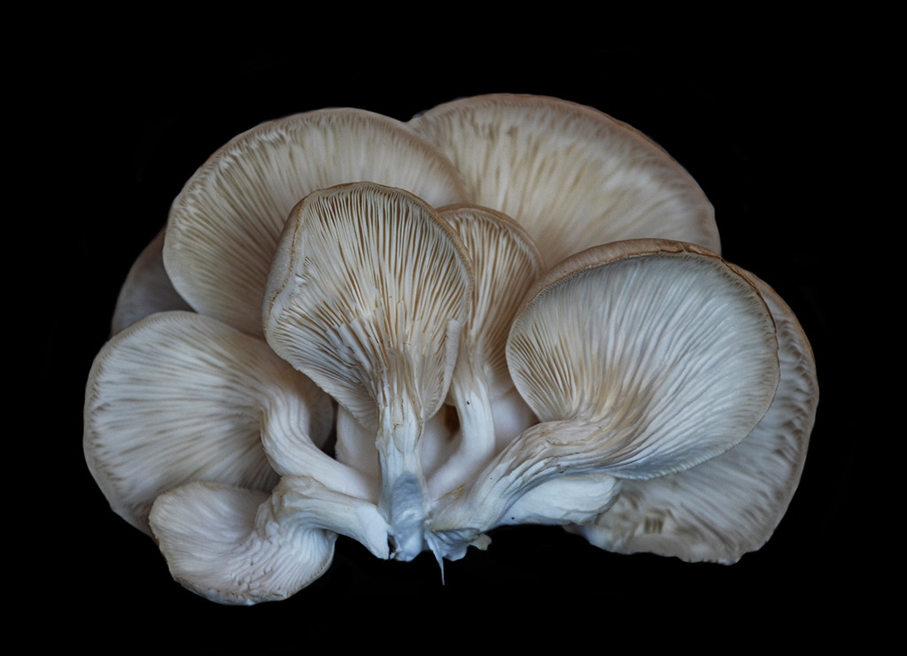 Oyster Mushrooms by salza