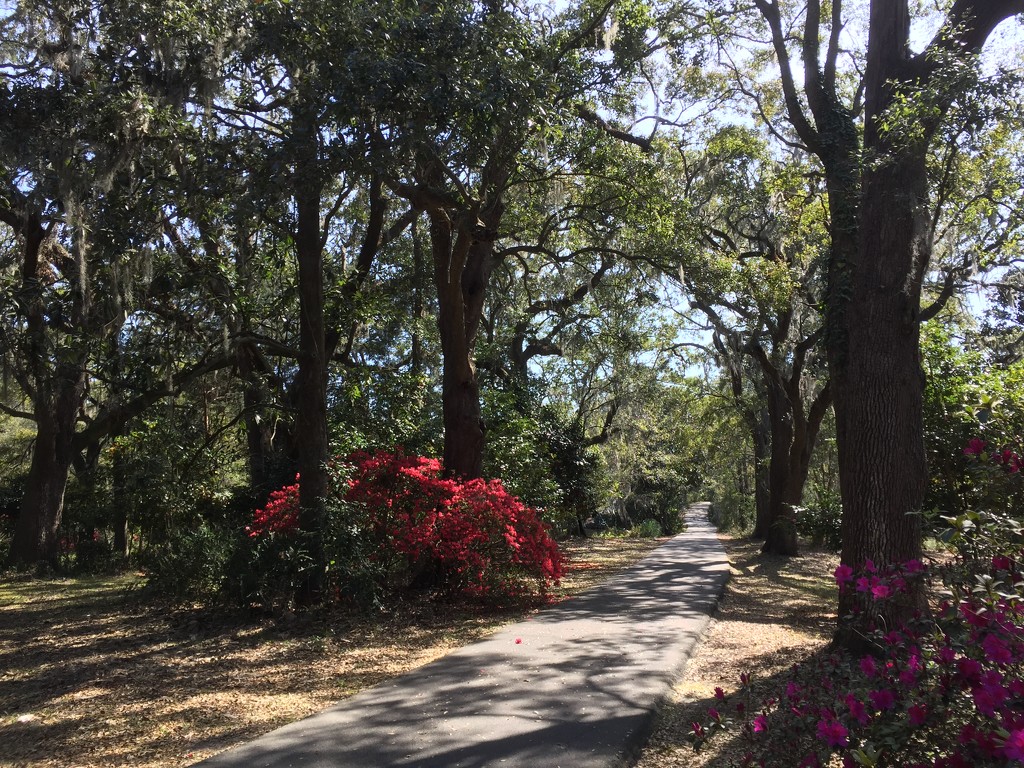 Path in Spring with azaleas, Charleston, SC by congaree