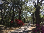 7th Mar 2017 - Path in Spring with azaleas, Charleston, SC