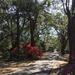 Path in Spring with azaleas, Charleston, SC by congaree