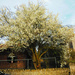 Hawthorn tree by jon_lip