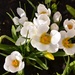 Open Crocus Flowers by arkensiel