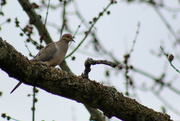 7th Mar 2017 - Bird in the tree