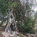 Louisiana Tree by wilkinscd