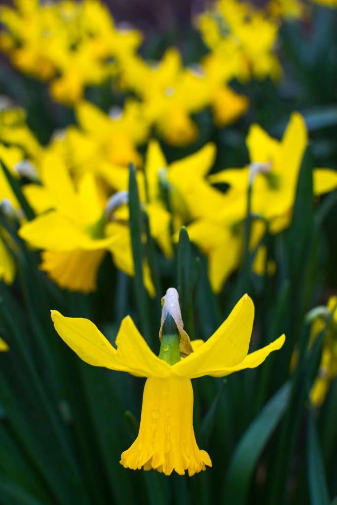 Daffodils by rumpelstiltskin