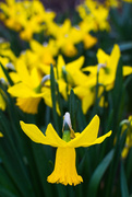 7th Mar 2017 - Daffodils