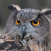 Eagle Owl by leonbuys83