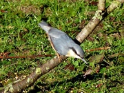 7th Mar 2017 -  Nuthatch by the Lake