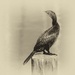 Cormorant by seacreature