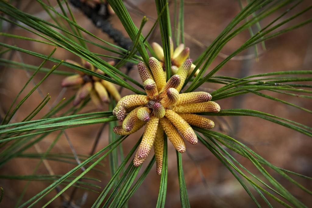 Pine Pollen-LHG_2123  by rontu