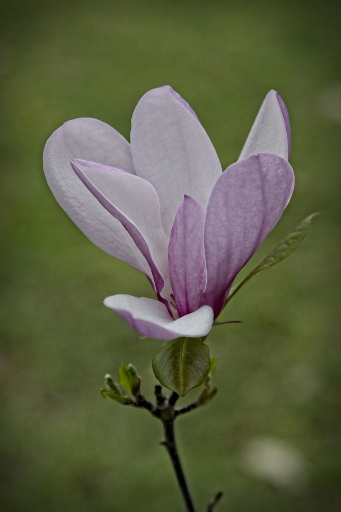 Tulip Tree Bloom-LHG_2108  by rontu
