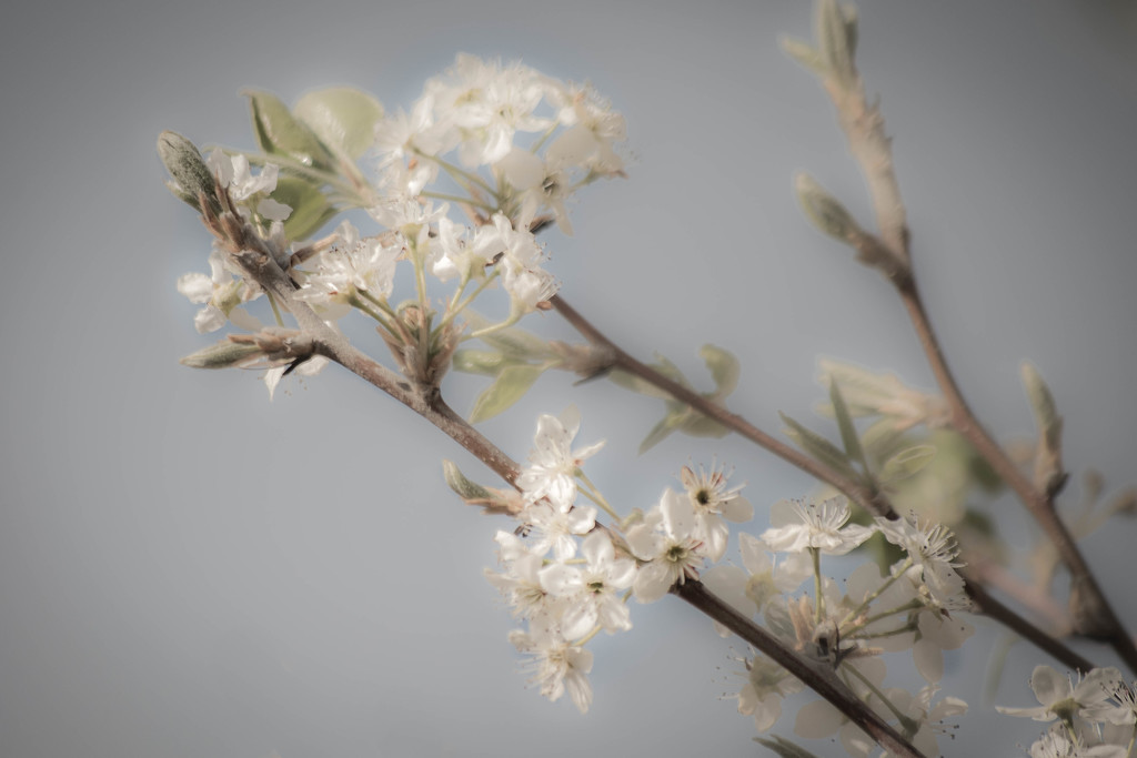 Bradford Pear Blossoms by ckwiseman