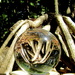 Tree roots in a glass ball by 777margo