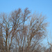 0306_0177 Eagles in tree by pennyrae