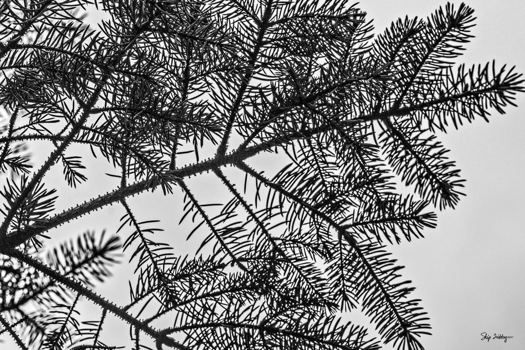Pine Tree Shot #7 - Repeated Patterns  by skipt07