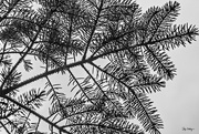 7th Mar 2017 - Pine Tree Shot #7 - Repeated Patterns 