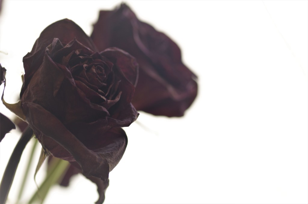 Dead Roses by radiogirl