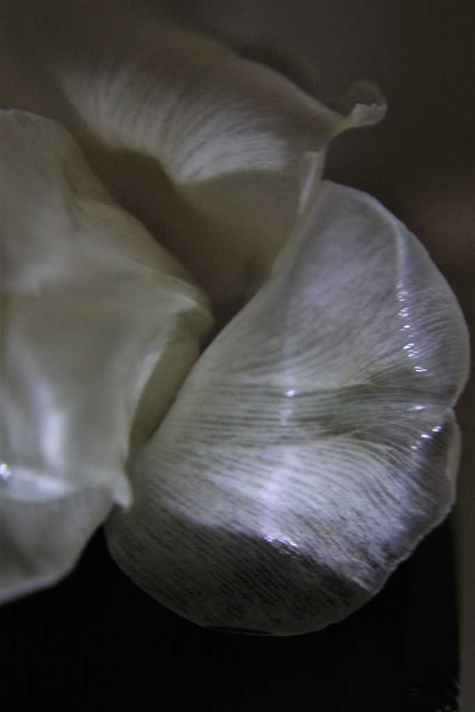 Tulip - Petal by granagringa